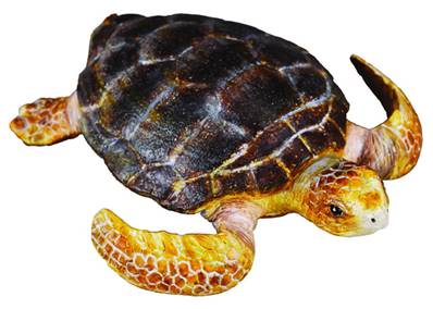 Figurine Collecta 88094 - Tortue Couanne - Taille M - Figurines Collecta des Animaux Aquatiques