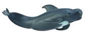 Figurine Collecta 88613 - Baleine Pilote - Taille L - Animaux Marins Collecta